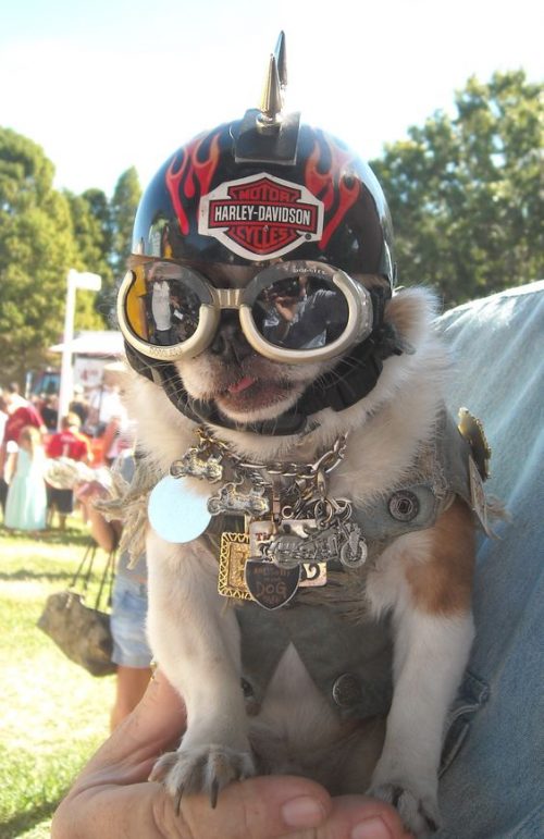 15 Of The Cutest Biker Pets We’ve Seen – Biker Way Of Life